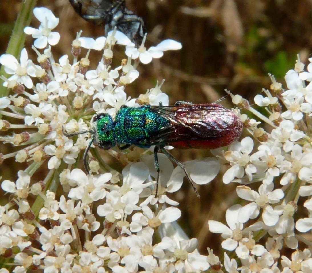 crisidi: colori stupendi in natura